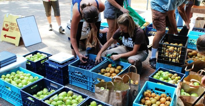 Over 640 pounds of fruit was sent to the NE Emergency Food Program & to Urban Gleaners. (Photo Credit, Amanda Rohde)