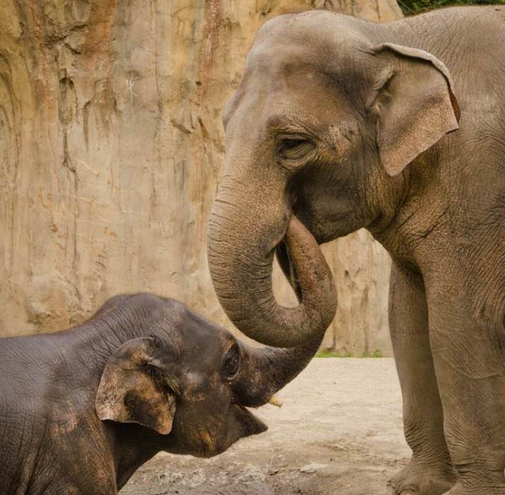 Samudra (in water), a 4-year-old Asian elephant calf, plays with his mother, Rose-Tu, at the Oregon Zoo. Rose-Tu is expected to give birth to her second baby this fall. Photo by Michael Durham, courtesy of the Oregon Zoo.