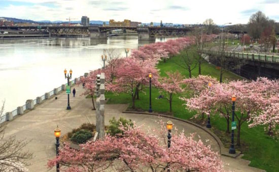 Ornamental Cherry Trees Signal Spring at the Japanese American Historical Plaza