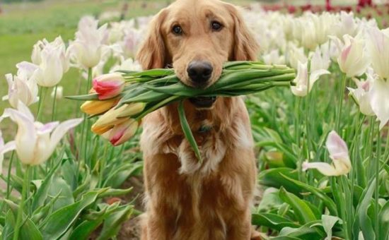 Wooden Shoe Tulip Festival Draws Photographers and Nature Lovers