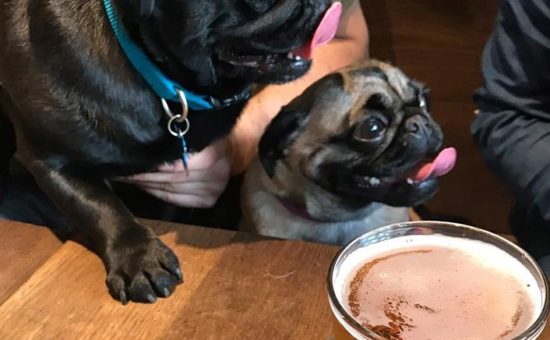 FALL PREVIEW: Pacific Pug Rescue to Host “Pints for Pugs” Fundraiser