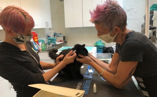 The Pixie Project Continues Helping Animals During Pandemic