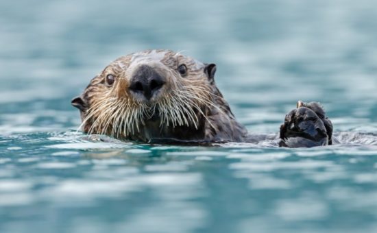 Seattle Aquarium Puts Safeguards in Place to Welcome Visitors