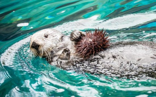 Oregon Zoo Offers Added Hours and New Programs to Draw Visitors