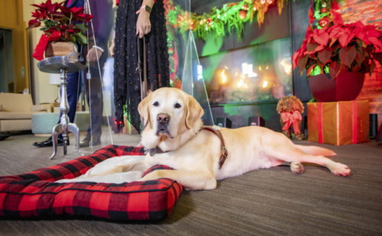 Guide Dogs for the Blind Hosts Virtual Holiday Celebration