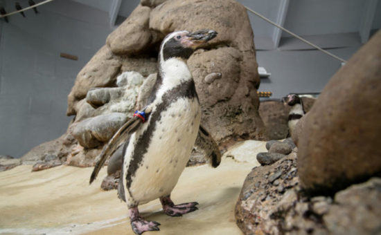 Oregon Zoo Celebrates Remarkable Life of One of World’s Oldest Penguins