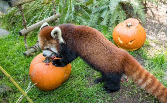 Howloween Offers Treats for Kids and Pumpkins for Oregon Zoo Animals